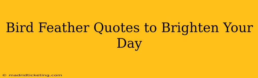 Bird Feather Quotes to Brighten Your Day