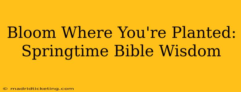 Bloom Where You're Planted: Springtime Bible Wisdom