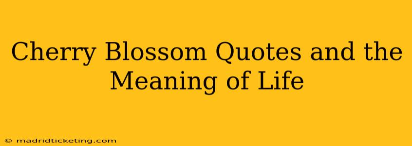 Cherry Blossom Quotes and the Meaning of Life