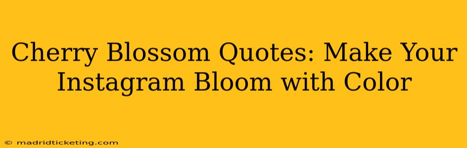 Cherry Blossom Quotes: Make Your Instagram Bloom with Color