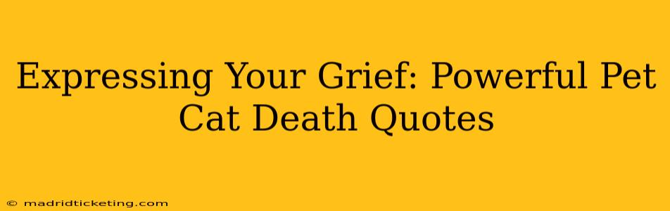 Expressing Your Grief: Powerful Pet Cat Death Quotes