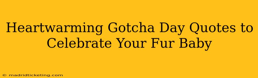 Heartwarming Gotcha Day Quotes to Celebrate Your Fur Baby