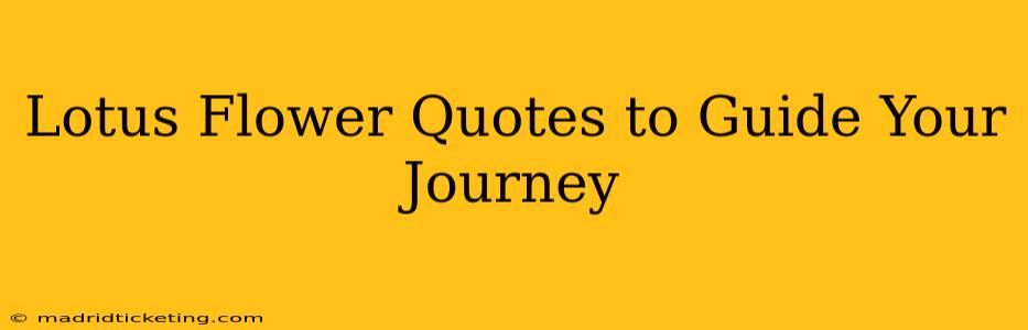 Lotus Flower Quotes to Guide Your Journey