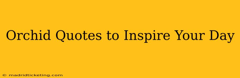 Orchid Quotes to Inspire Your Day