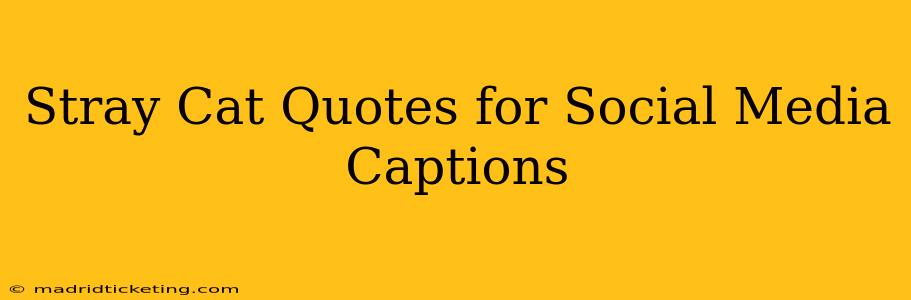 Stray Cat Quotes for Social Media Captions