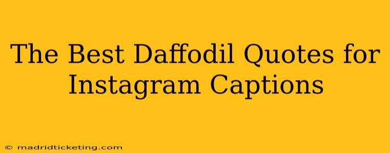 The Best Daffodil Quotes for Instagram Captions