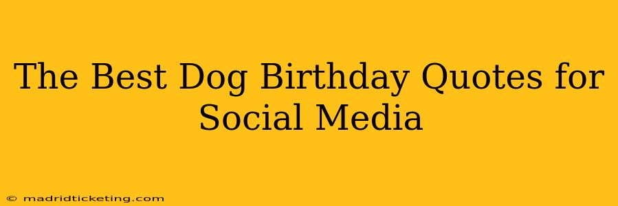 The Best Dog Birthday Quotes for Social Media