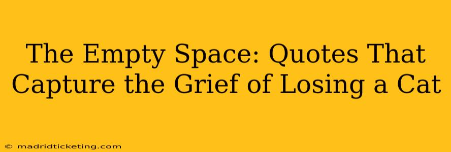 The Empty Space: Quotes That Capture the Grief of Losing a Cat