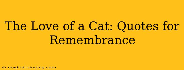 The Love of a Cat: Quotes for Remembrance