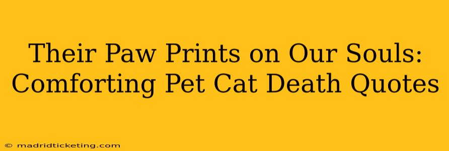 Their Paw Prints on Our Souls: Comforting Pet Cat Death Quotes