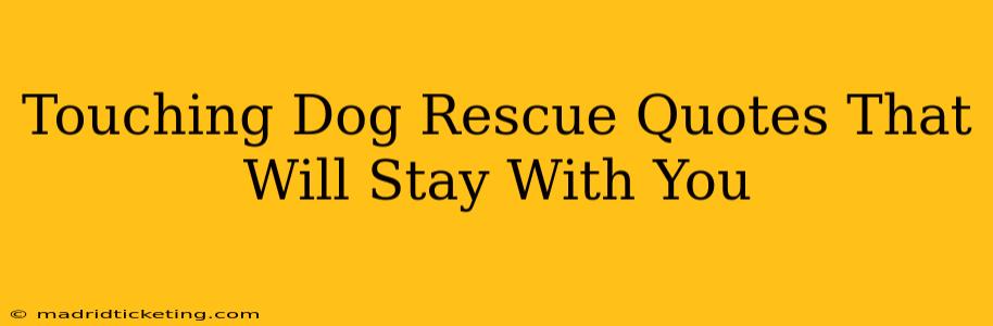 Touching Dog Rescue Quotes That Will Stay With You